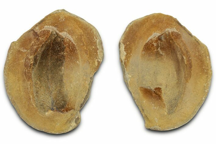 Macroneuropteris Fern Fossil Pos/Neg - Mazon Creek #325909